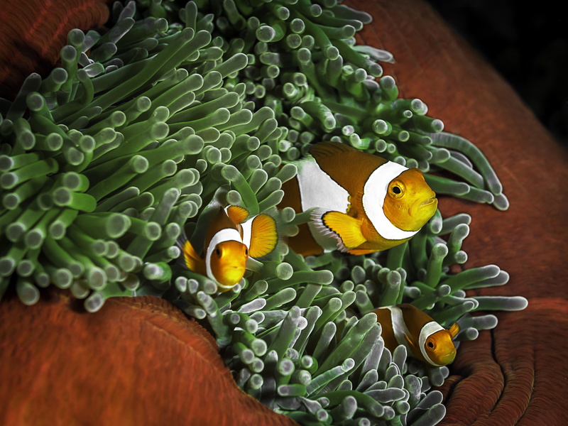 animals in the wild, sea life, vertebrate, invertebrate, sea anemone, underwater, water, Seabed, marine, sea, beauty in nature, Coral, animal, Reefs, 4K