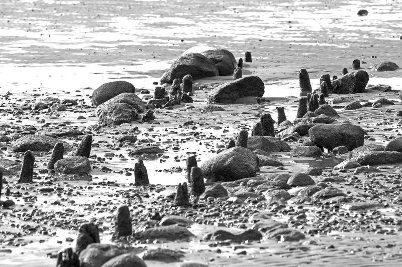 day, vertebrate, black, the seabed, animal wildlife, crowd, beach, coastal, contrast, rock - object, animals in the wild, nature, animal, animal themes