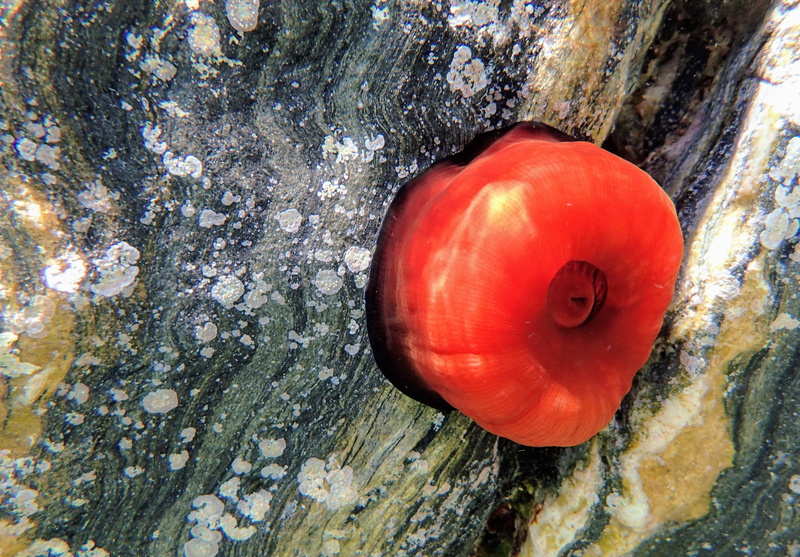 actinia equina, actinie, sea anemone, seabed, actinie red, close-up, Tomato, still life, wood - material, day, food and drink, rough, tree trunk, 4K, red