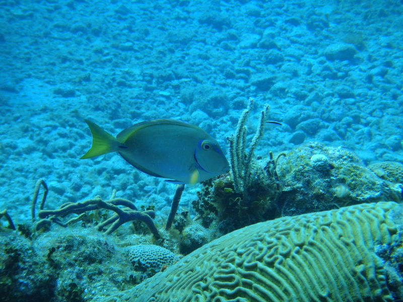 animals in the wild, sea, cuba, 1080P, ecosystem, marine, group of animals, vertebrate, underwater, water, beauty in nature, seabed, animal themes, no people