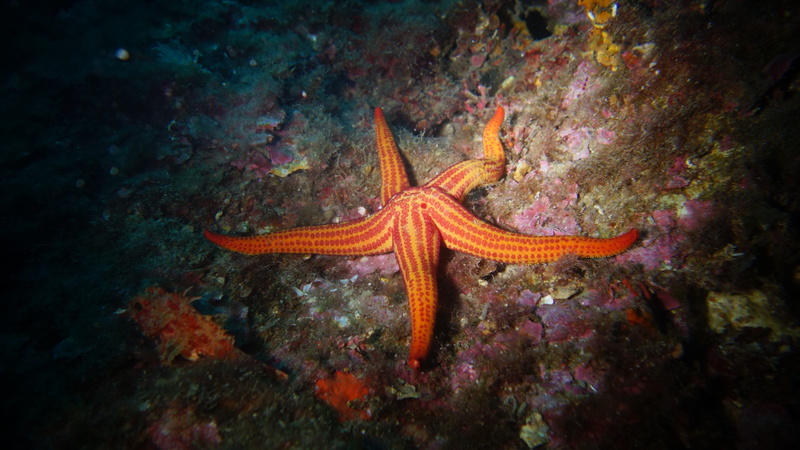 water, reef, marine, animal, fish, Seabed, Sea, one animal, animals in the wild, 5K, animal themes, underwater, undersea, Ocean, starfish, invertebrate