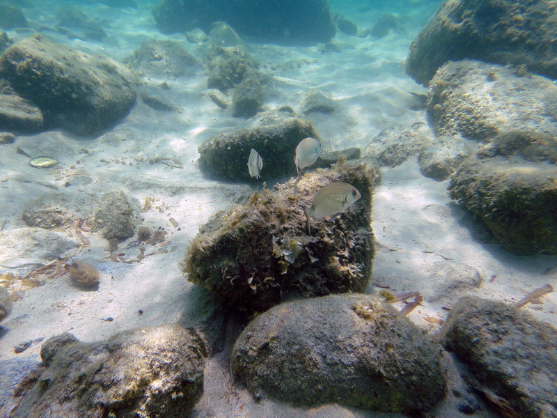 animal, seabed, water, outdoors, sea, marin, underwater, high angle view, rock - object, tranquility, marine, submarine, coral, 4K, animals in the wild