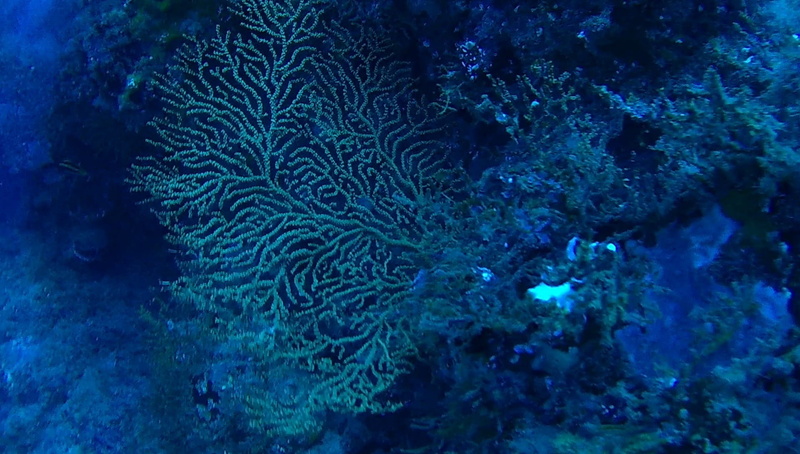 ocean, nature, swimming, ecosystem, animals in the wild, blue, marine, no people, invertebrate, 1080P, animal themes, seabed, water, reef, underwater