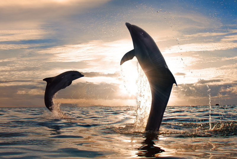 the sky, the sun, sea, playful dolphins, desktop, Sun, water splash, dancing, beautiful, 4K, nature, dolphins, clouds, jumping, sky, sunset
