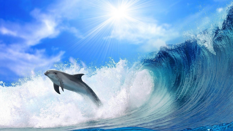 dolphin, sky, sun, blue sky, 4K, wave, foam, sunny