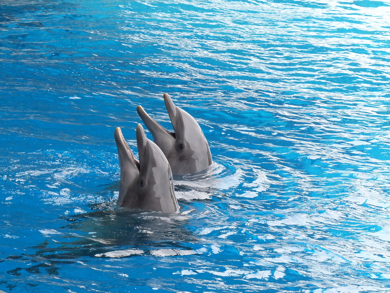 4K, Couple, Dolphins, 4K