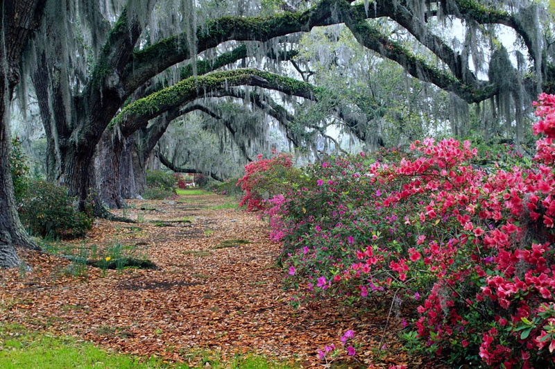 oaks, 1080P, path, azaleas, 3d and abstract, boughs