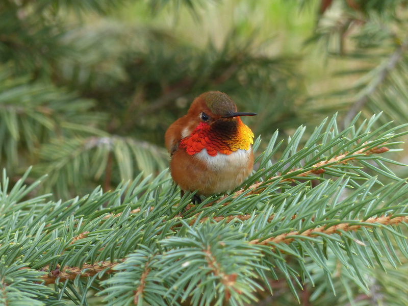 4K, bough, animals in the wild, colibri, hummingbird, colorful, perching, tree, robin, pine tree, vertebrate, tiny, beak, plant, animal wildlife, one animal