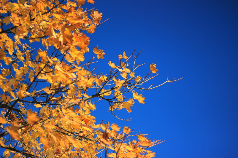 freshness, blue, flughafen innsbruck, branch, clear sky, fall, day, flower, nature, natural condition, change, low angle view, leaf, plant part, plant