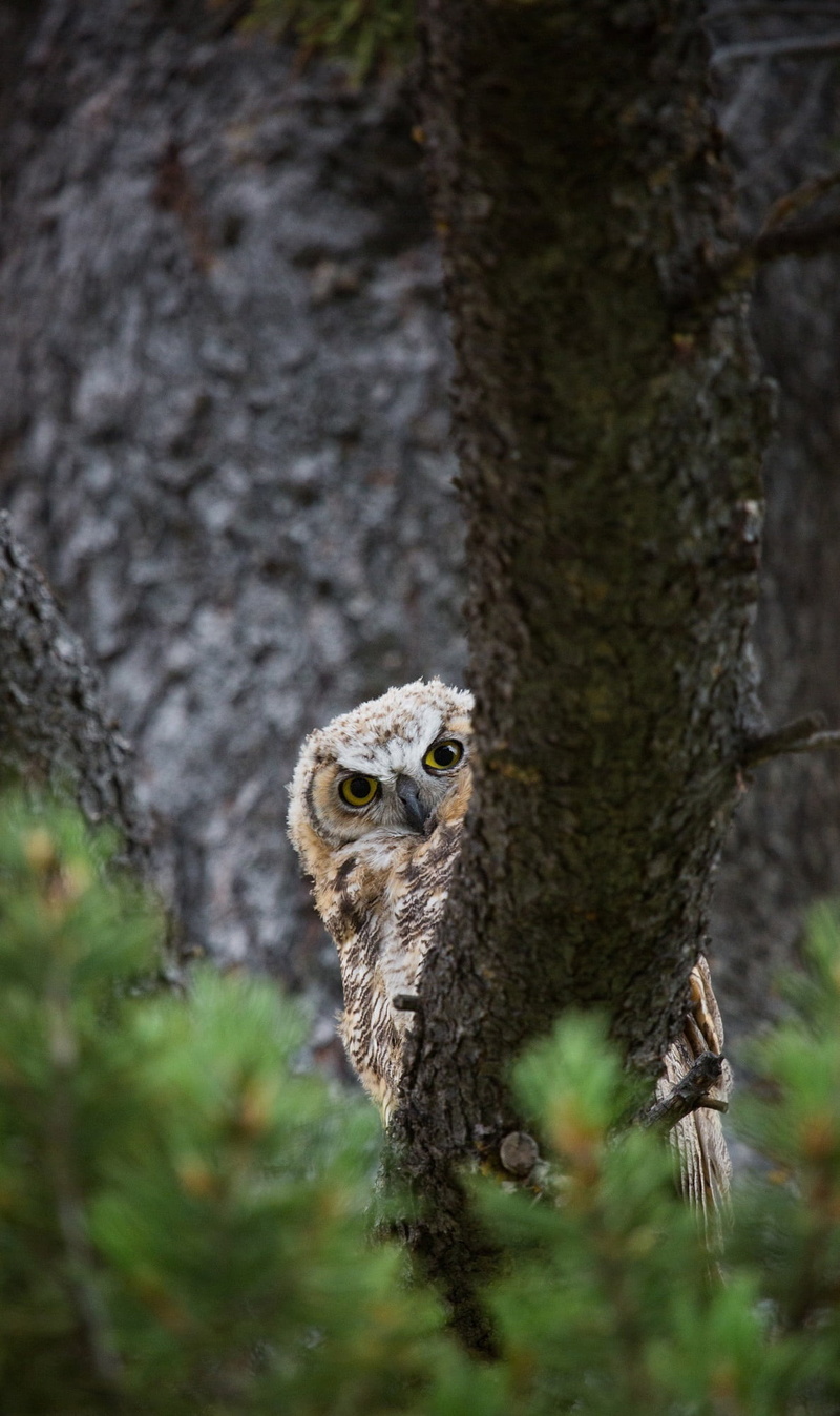 predator, animal themes, no people, perching, trunk, day, animal head, 1080P, selective focus, carnivore, forest, outdoors, bough, america, animal body part