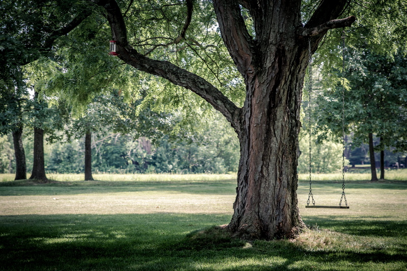 big tree, no people, field, wood, green color, outdoors, tree swing, photo, tree trunk, grasses, trunk, country, bark, beauty in nature, 5K, branch, nature