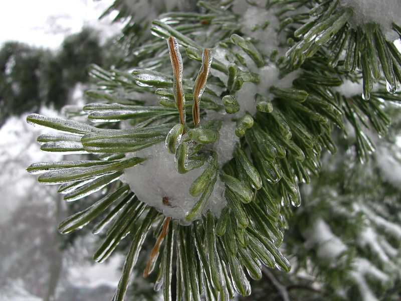 frost, nature, cold temperature, close-up, fir tree, christmas tree, growth, focus on foreground, frosted, wintry, ice, pine tree, frozen, green color