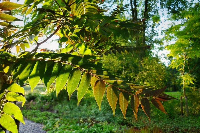 day, freshness, no people, nature, outdoors, foliage, beauty in nature, branch, green, park, leaves, bough, scenics - nature, 4K, growth, summer, healthy eating