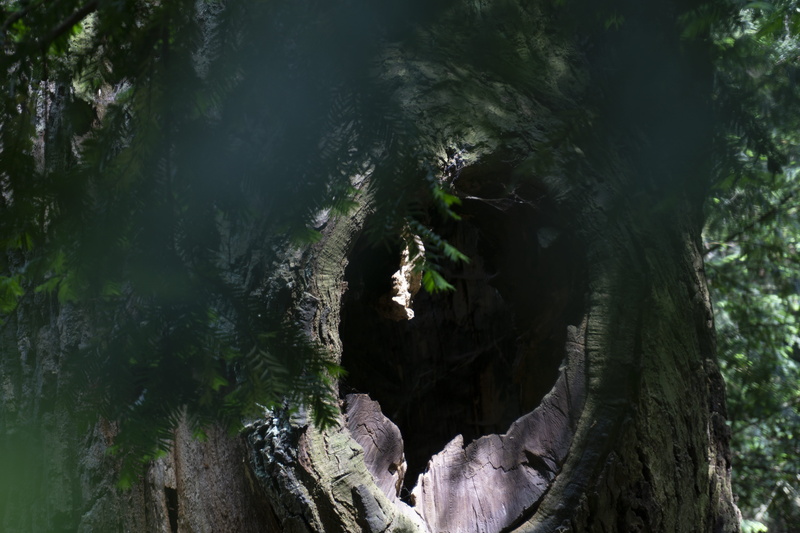 growth, hole, tree trunk, bough, tranquil scene, scenics - nature, tree bark, water, plant, forest, summer, nature, park, macro, land, leaves, environment
