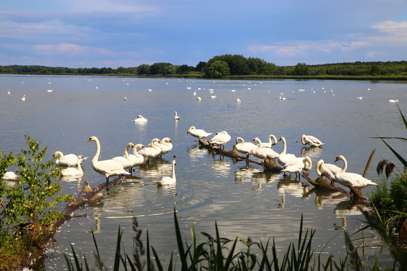 konar, plant, twigs, tree, swans, nature, animal wildlife, water bird, vertebrate, swan, beauty in nature, bird, mati, reeds, group of animals, forest