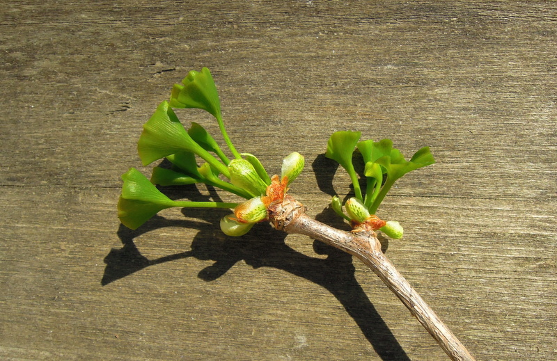 bough, no People, foliage, table, green Color, Ginkgo Biloba, blue sky, growth, young leaf, vulnerability, green, sunlight, branch, freshness, day, outdoors