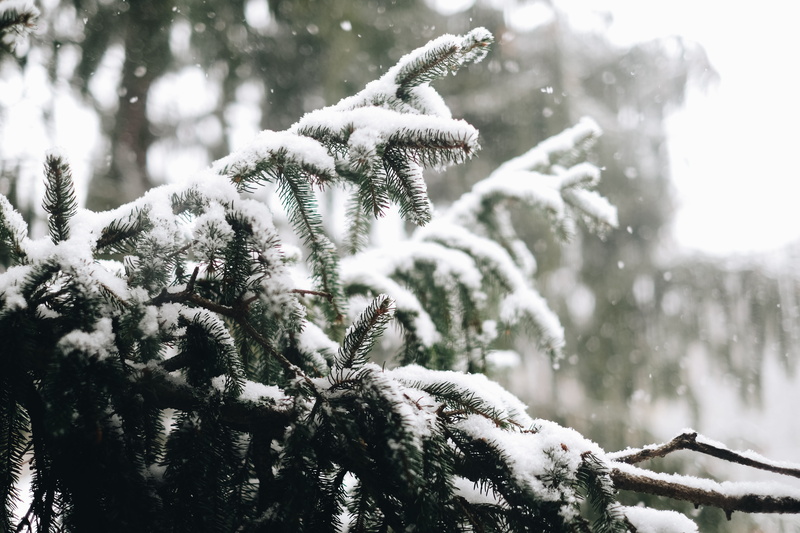 snowing, focus on foreground, nature, coniferous tree, frost, day, winter, warm clothing, covering, pine tree, pine, cold temperature, fir tree, bough