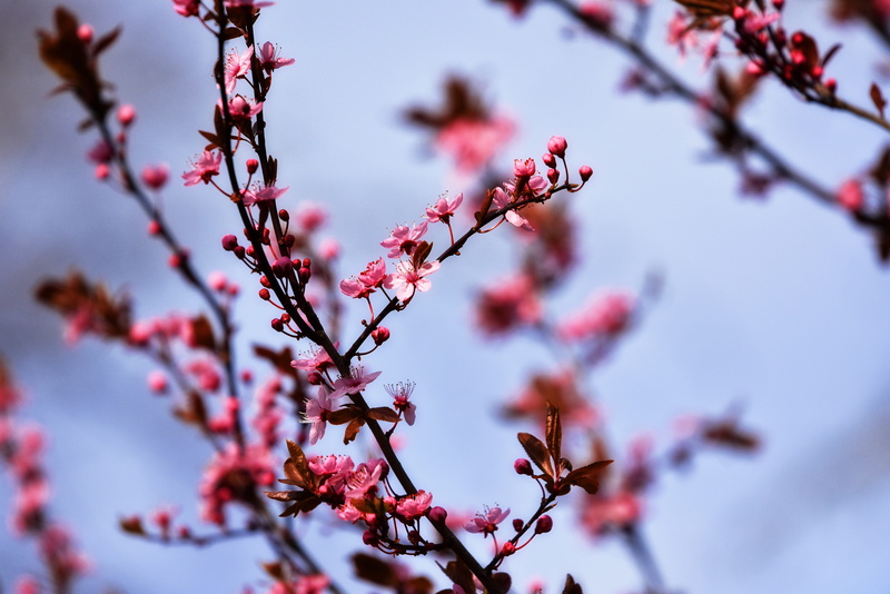 cherry tree, 5K, springtime, plum blossom, nature, sakura, fragility, cherry blossom, low angle view, pink flower, selective, tree, focus, focus on foreground
