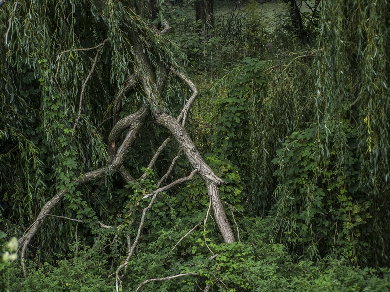 tranquil scene, dead plant, tranquility, outdoors, non-urban scene, trunk, no people, environment, green color, landscape, tree trunk, 2K, field, day