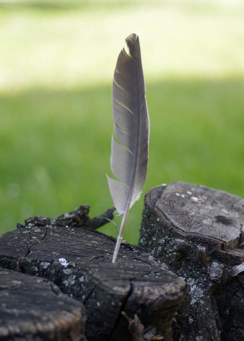 fragility, selective focus, lightweight, trunk, beauty in nature, close-up, focus on foreground, feather, nature, day, konar, tranquility, pen, plant, rock