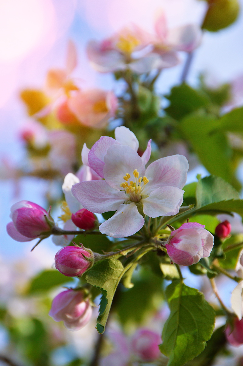 springtime, tree, pollen, flowering tree, petal, pink color, close-up, apple tree, selective focus, fruit tree, petals, branch, no people, spring, outdoors