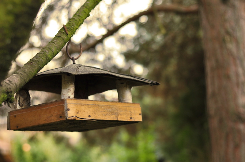 winter, outdoors, focus on foreground, trunk, bird, growth, birdhouse, Feeding, wood - material, plant, 4K, close-up, tree, animal themes, low angle view