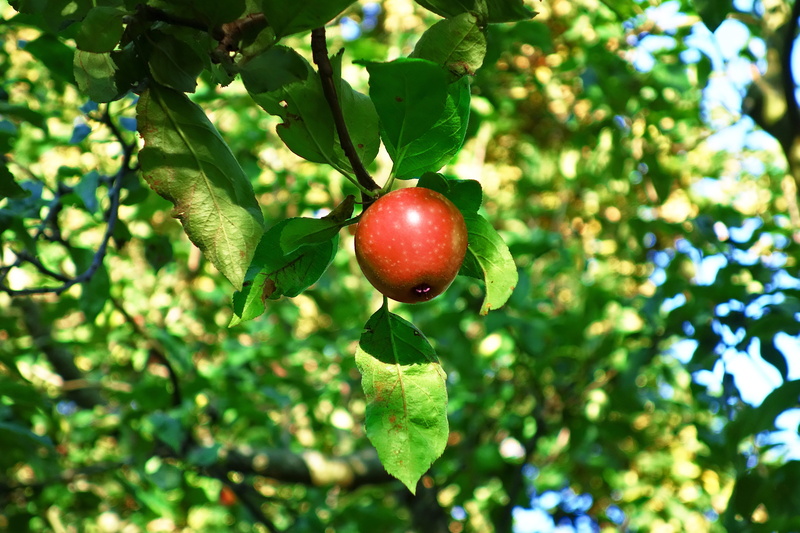 fruit, food, red, day, plant, freshness, natural, hanging apple, apple tree, close-up, ripe, beauty in nature, focus on foreground, plant part, no people
