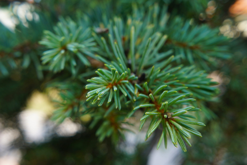 Conifer, no people, plant, needle - plant part, close-up, 2K, pine tree, Pine, needle, coniferous tree, beauty in nature, day, outdoors, green color, nature