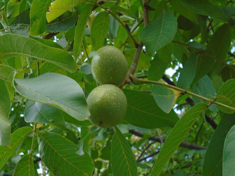 outdoors, fruit tree, september, plant part, nyárutó, Walnut, day, branch, freshness, leaf, plant, close-up, low angle view, 2K, food and drink, Foliage