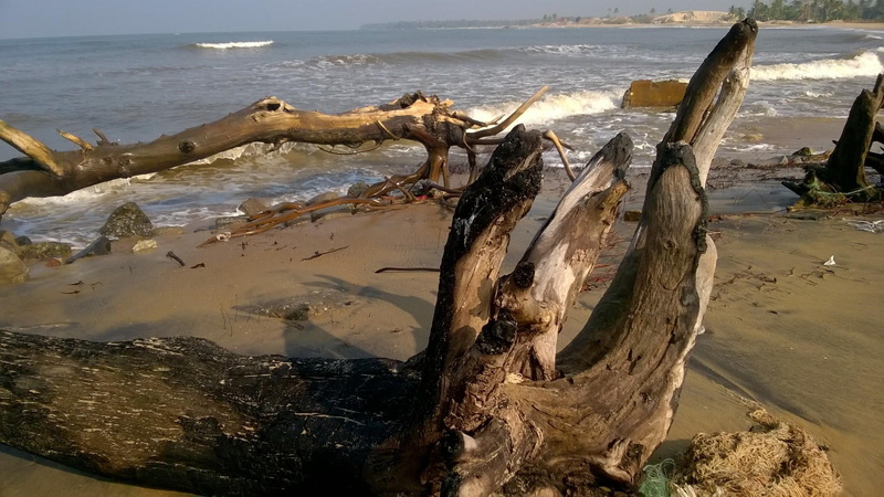 bough, scenics - nature, tranquil scene, trunk, beach, wood, tree, sea, beauty in nature, wave, no people, pollution, 1080P, nature, dead plant, land