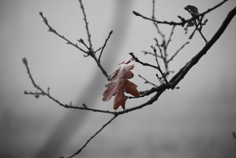 bud, 4K, flowering plant, vulnerability, focus on foreground, bough, twig, dry, oak, plant, no people, bare tree, brown, flower, privacy, winter, selective focus