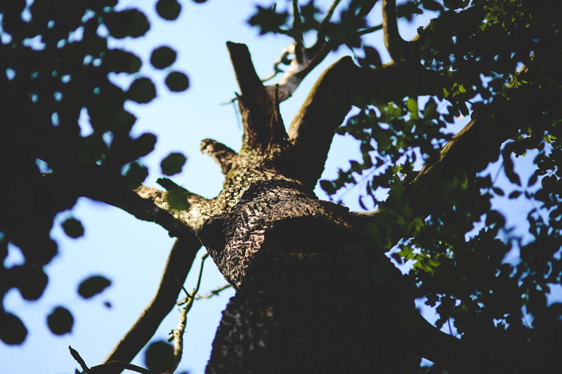 close-up, sunlight, day, low angle view, old, sick, branch, bough, tree trunk, plant part, animal wildlife, beauty in nature, focus on foreground, 4K