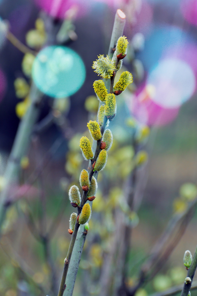nature, spring, flowering plant, freshness, bud, focus on foreground, blooming, tranquility, bloom, bough, purple, color, plant, garden, plant stem, flower