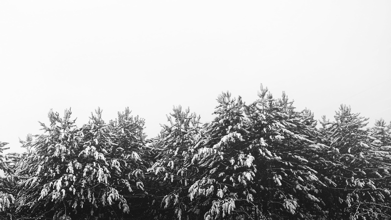 pine tree, beauty in nature, tranquil scene, non-urban scene, plant, chippewa falls, tree, trees, nature, no people, high section, united states, evergreen