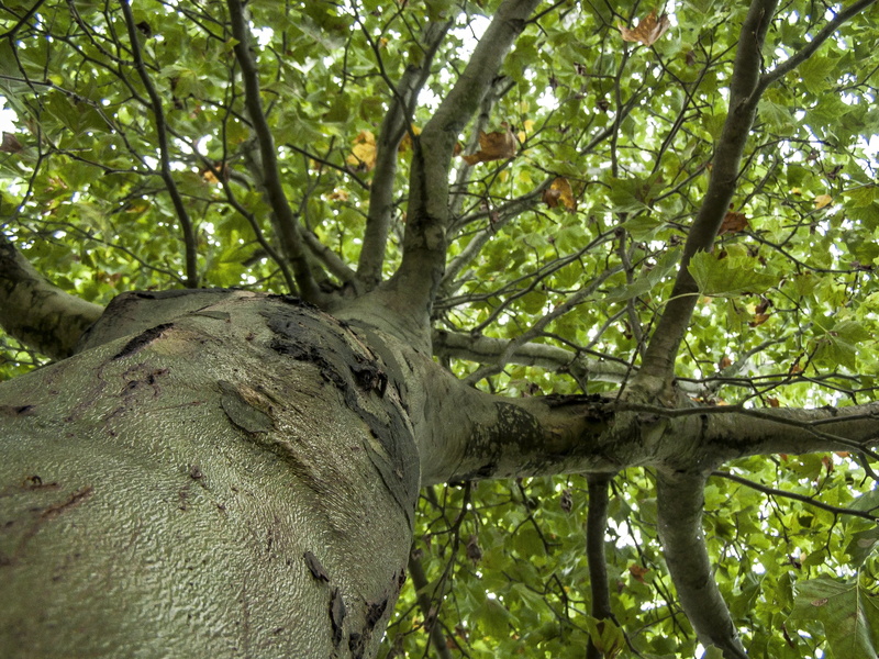 plant part, autumn, outdoors, focus on foreground, tree trunk, tree canopy, green, green color, branch, day, no people, leaf, forest, leaves, tranquility