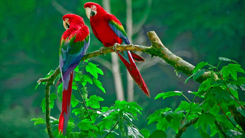 perching, nature, animal wildlife, focus on foreground, priyanshusharma, no people, bird, branch, group of animals, 4K, parrot, animals in the wild, animal themes
