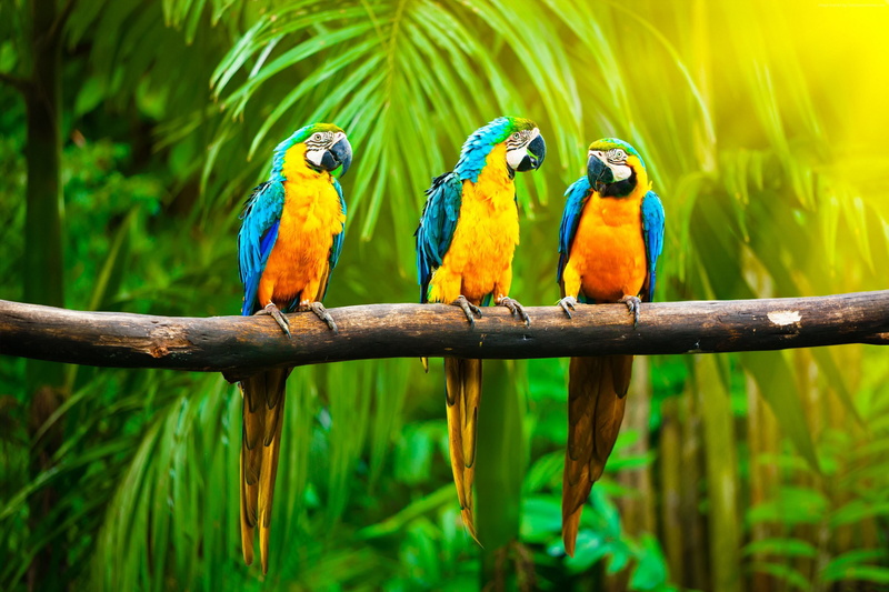 tropics, parrot, Macaw, 2K