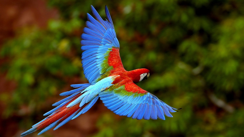 animals, 1080P, macaws, wildlife, birds, nature