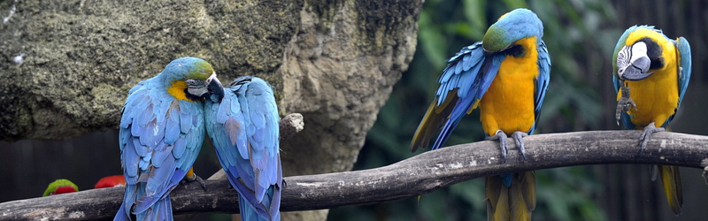 nature, animals, wildlife, 4K, macaws, birds