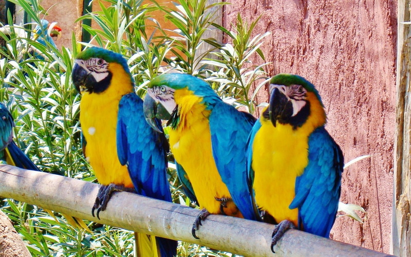 animals, 1080P, macaws, birds, parrot