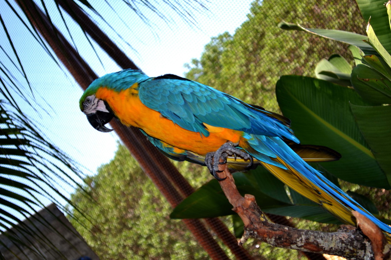 4K, depth of field, macaws, birds