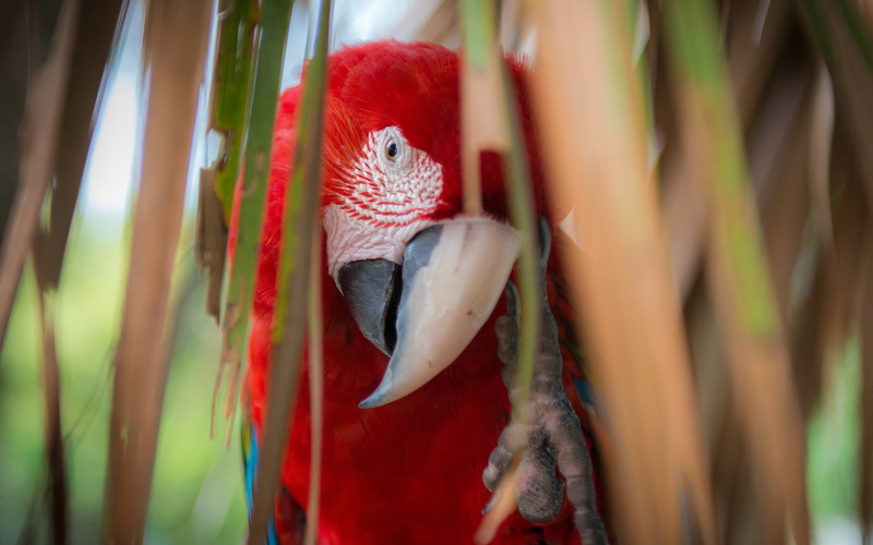 parrot, animals, birds, macaws, 1080P