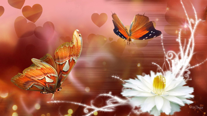 nature, spots, glow, love, 1080P, flower, colorful, beauty, butte, fleur, description, fall, summer, papillon, butterfly, hearts