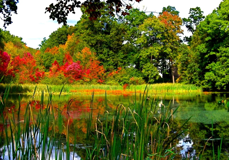 greenery, 1080P, beautiful, calm, falling, nice, trees, mirror, water, fall, two, seasons, lake, delight, lovely