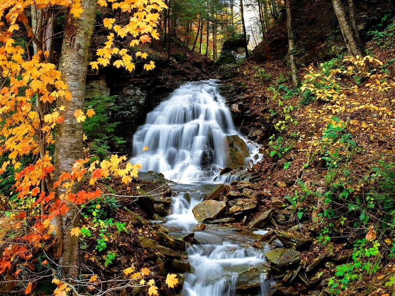 foliage, waterfall, branches, trees, forest, cascades, leaves, calm, autumn, falling, 720P, fall, stream, water, lovely, creek