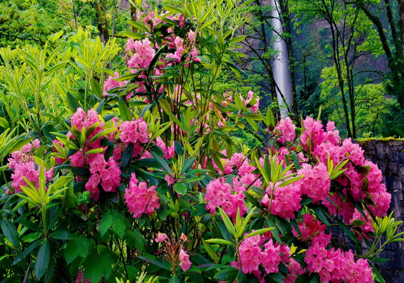 water, pretty, bushes, beautiful, fall, nice, lovely, flowers, rocks, greenery, 1080P, waterfall, falling, rhodondendrons