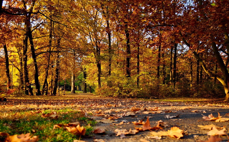 leaves, foliage, lovely, serenity, park, nature, quiet, trees, nice, 1080P, calmness, beautiful, forest, fall, autumn, falling