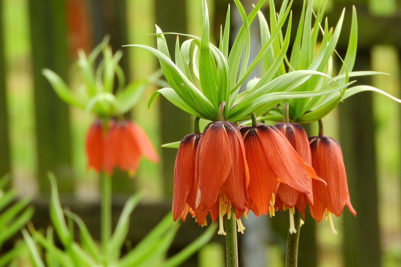 growth, day, blooming lilies, food, fritillaria imperialis, plant, ornamental garden, nature, outdoors, inflorescence, flower, fragility, flower head, beauty in nature