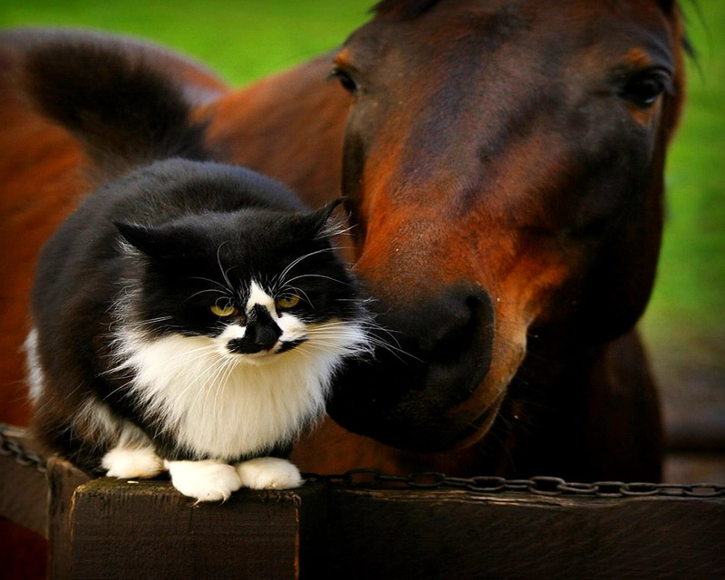 sniff, plank, cat, moment, brown, white, chain, friendly, 720P, kitty, horse, chestnut, precious, maine, nuzzling, chestnut horse, black and white cat