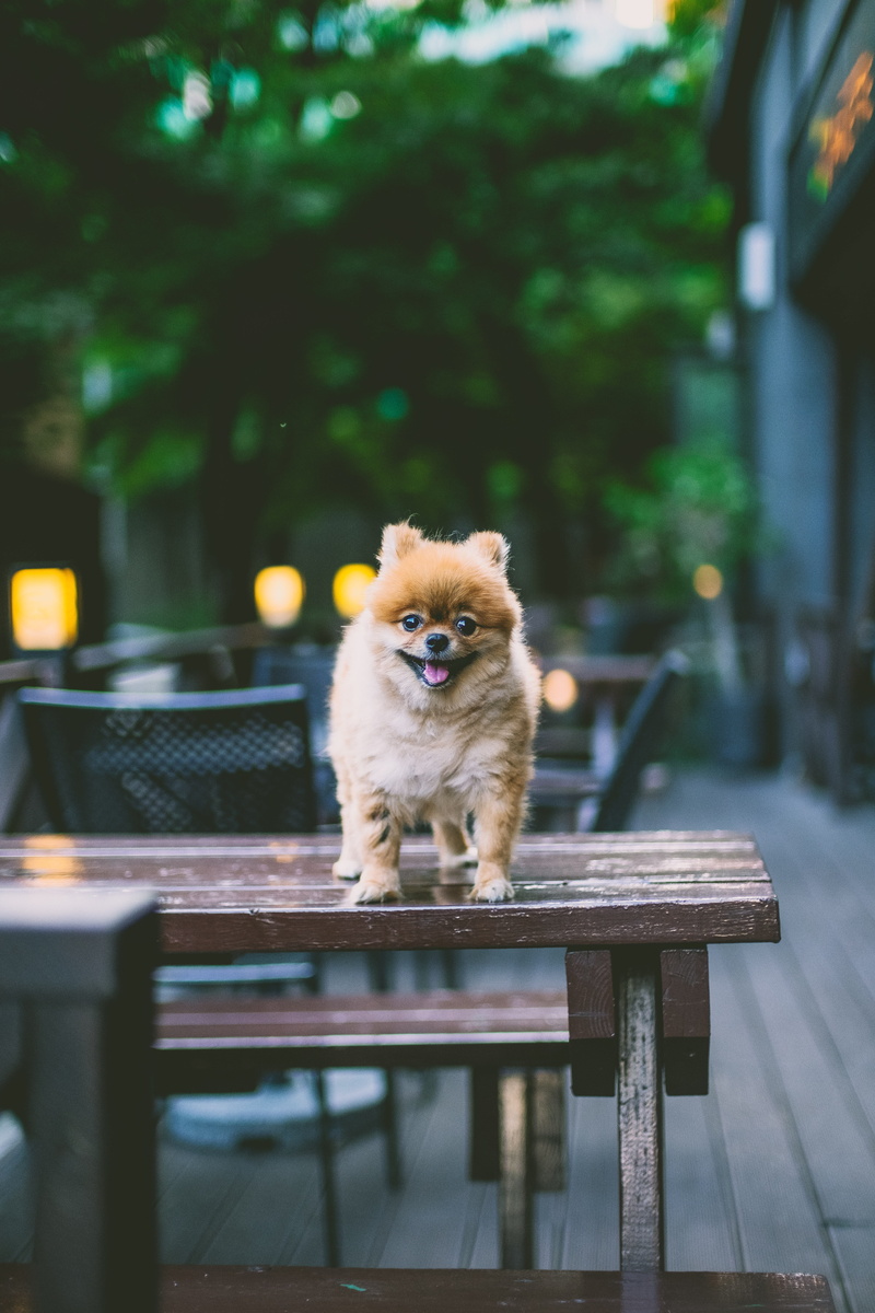 outdoors, animal Hair, young Animal, restaurant window, cute, smiling, coffee, domestic Animals, bokeh, purebred Dog, sitting, no People, pomeranian, cafe